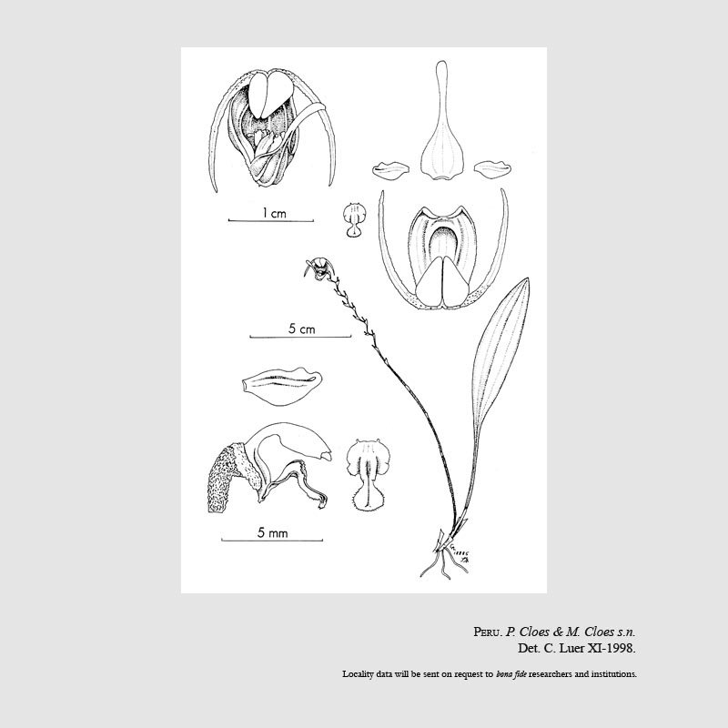 Scaphosepalum martineae